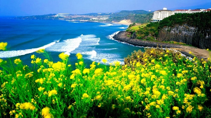 Du lịch Hàn Quốc tham quan đảo Jeju